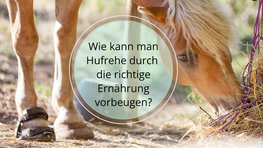 Achte auf die richtige Menge an Futter, strikte Diät und eine Fressbremse können ebenfalls helfen, begrenze den Weideumgang und führe eine langsame aber strikte Futterumstellung durch, achte auf den Fructangehalt und auf Giftpflanzen.